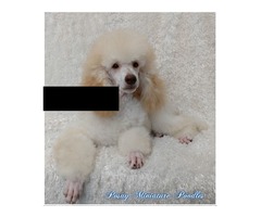Miniature Poodles | free-classifieds-usa.com - 2