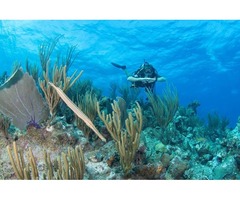 Searching For The Best Place For Scuba Diving Vacations? Reach Grand Cayman Today!  | free-classifieds-usa.com - 2