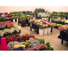 Celebrate Your Special Occasion With The Special Wholesale Flowers | free-classifieds-usa.com - 2
