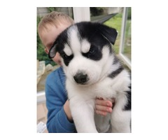 Siberian Husky Puppies For Sale | free-classifieds-usa.com - 1