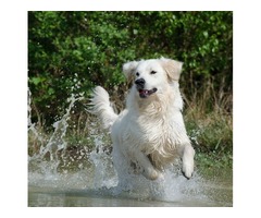 English Golden Retriever Puppy for Sale | free-classifieds-usa.com - 1