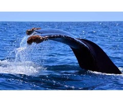 cabo whale watching season 2016 | free-classifieds-usa.com - 1
