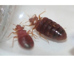 Termite Prevention Services | free-classifieds-usa.com - 2