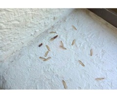 Termite Prevention Services | free-classifieds-usa.com - 3