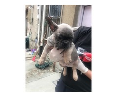 Blue French bulldog puppy 4 months old boy | free-classifieds-usa.com - 1