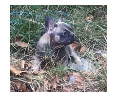 Blue French bulldog puppy 4 months old boy | free-classifieds-usa.com - 2