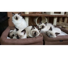 Purebred Balinese Kittens For Sale!  With Papers!  Best Offer! | free-classifieds-usa.com - 3