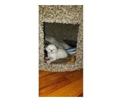 Purebred Balinese Kittens For Sale!  With Papers!  Best Offer! | free-classifieds-usa.com - 4