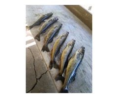 Remote Canadian Fishing Trip. We have 5 walleye portage lake with boats on them as well, always free | free-classifieds-usa.com - 1