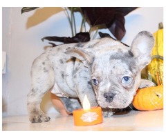 Pure breed  cream pied merle French bulldog puppies  | free-classifieds-usa.com - 2