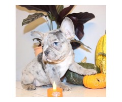 Pure breed  cream pied merle French bulldog puppies  | free-classifieds-usa.com - 3