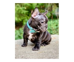 French bulldog puppy | free-classifieds-usa.com - 1