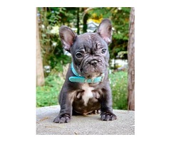 French bulldog puppy | free-classifieds-usa.com - 4