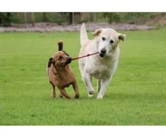 Senior Day Care -  Capitol Canine Club | free-classifieds-usa.com - 1