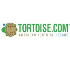 Rescue Turtle | free-classifieds-usa.com - 1