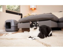 How to get rid of cat pee smell | free-classifieds-usa.com - 1
