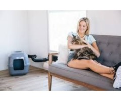 How to get rid of cat pee smell | free-classifieds-usa.com - 2