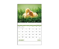 Baby Animal Calendars | free-classifieds-usa.com - 1