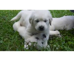 Get English Cream Golden Retriever Puppies From Reputable And Genuine Breeders | free-classifieds-usa.com - 1