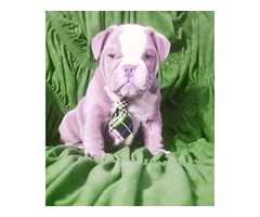 Rare bulldogs  | free-classifieds-usa.com - 3