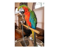 Baby harlequin macaw is available.  | free-classifieds-usa.com - 2