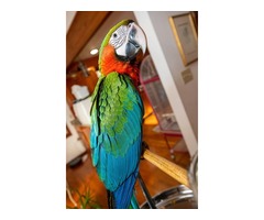 Baby harlequin macaw is available.  | free-classifieds-usa.com - 3