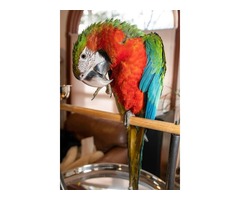Baby harlequin macaw is available.  | free-classifieds-usa.com - 4