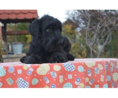 Black Standard Schnauzer puppy | free-classifieds-usa.com - 2