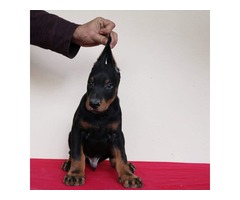  Doberman pinscher puppies | free-classifieds-usa.com - 1