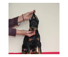  Doberman pinscher puppies | free-classifieds-usa.com - 2