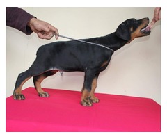  Doberman pinscher puppies | free-classifieds-usa.com - 3