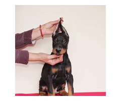  Doberman pinscher puppies | free-classifieds-usa.com - 4