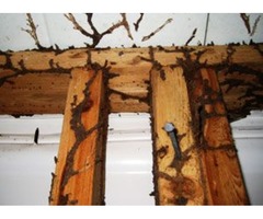 Termite Control Services | free-classifieds-usa.com - 1