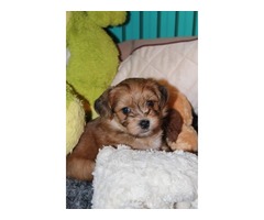 Havanese bichon puppies | free-classifieds-usa.com - 1