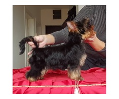 Yorkshire terrier puppy | free-classifieds-usa.com - 2