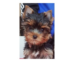 Yorkshire terrier puppy | free-classifieds-usa.com - 3