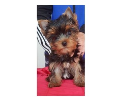 Yorkshire terrier puppy | free-classifieds-usa.com - 4