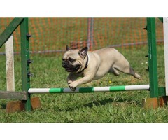 Dog Training Obedience in Columbus Ohio  | free-classifieds-usa.com - 1
