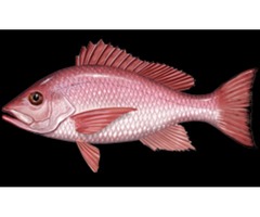 American Red Snapper | free-classifieds-usa.com - 1