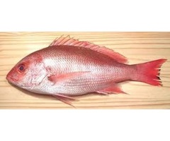 Caribbean Red Snapper | free-classifieds-usa.com - 1