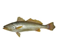 silver Corvina fish | free-classifieds-usa.com - 1