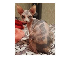 Canadian sphynx for sale | free-classifieds-usa.com - 2