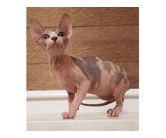 Canadian sphynx for sale | free-classifieds-usa.com - 4