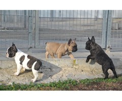 French bulldog puppies  | free-classifieds-usa.com - 1