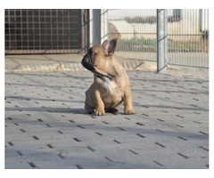 French bulldog puppies  | free-classifieds-usa.com - 3