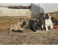 French bulldog puppies  | free-classifieds-usa.com - 4