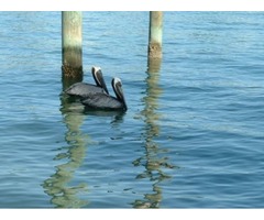 Gulf Coast Beach Resorts | free-classifieds-usa.com - 1