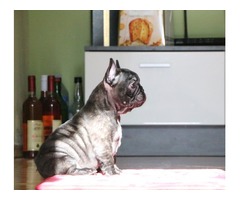 French bulldog puppy male | free-classifieds-usa.com - 3