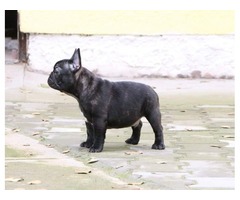French bulldog puppy male | free-classifieds-usa.com - 4