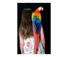Scarlet macaw  | free-classifieds-usa.com - 1